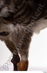 Leg Goose Bird Animal photo references